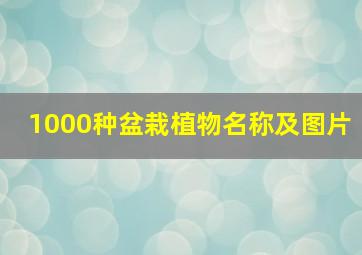 1000种盆栽植物名称及图片