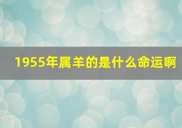 1955年属羊的是什么命运啊