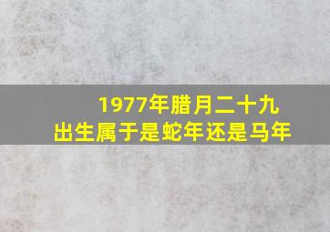 1977年腊月二十九出生属于是蛇年还是马年