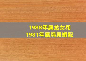 1988年属龙女和1981年属鸡男婚配