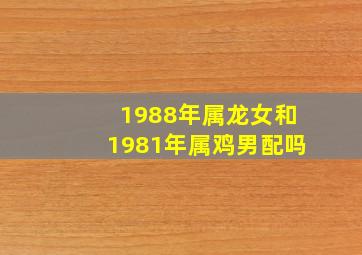 1988年属龙女和1981年属鸡男配吗