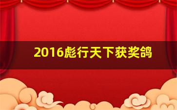 2016彪行天下获奖鸽