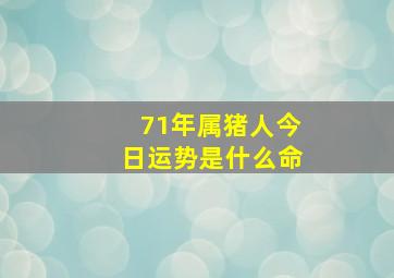 71年属猪人今日运势是什么命