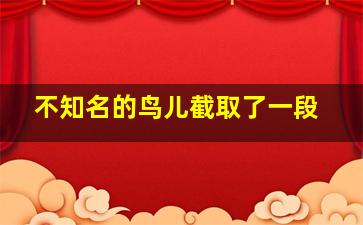 不知名的鸟儿截取了一段