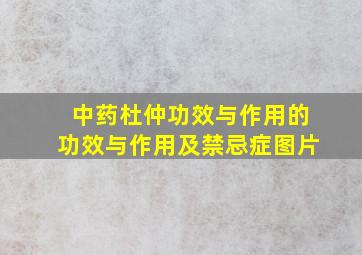 中药杜仲功效与作用的功效与作用及禁忌症图片