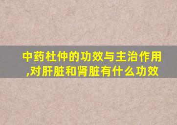 中药杜仲的功效与主治作用,对肝脏和肾脏有什么功效