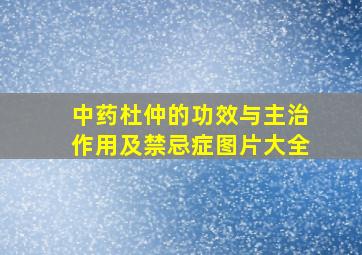 中药杜仲的功效与主治作用及禁忌症图片大全