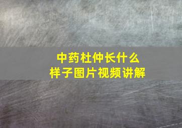 中药杜仲长什么样子图片视频讲解