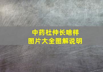 中药杜仲长啥样图片大全图解说明