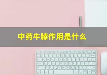 中药牛膝作用是什么