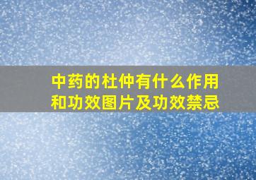 中药的杜仲有什么作用和功效图片及功效禁忌