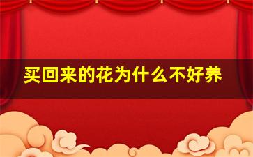 买回来的花为什么不好养