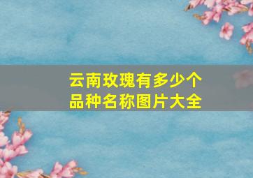 云南玫瑰有多少个品种名称图片大全