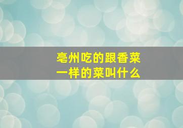 亳州吃的跟香菜一样的菜叫什么