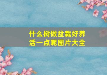 什么树做盆栽好养活一点呢图片大全