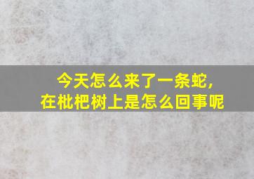 今天怎么来了一条蛇,在枇杷树上是怎么回事呢