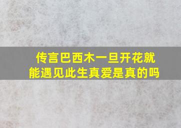 传言巴西木一旦开花就能遇见此生真爱是真的吗