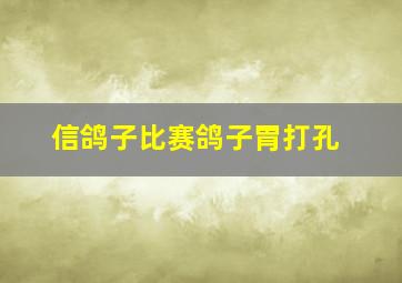 信鸽子比赛鸽子胃打孔