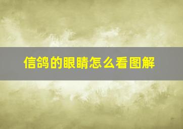 信鸽的眼睛怎么看图解