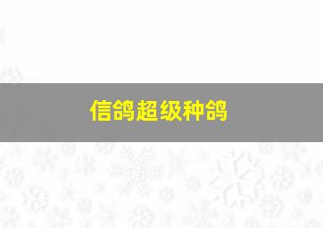 信鸽超级种鸽