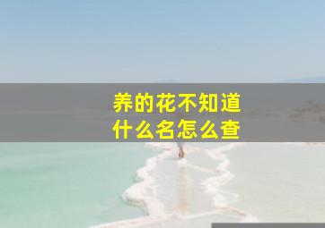 养的花不知道什么名怎么查