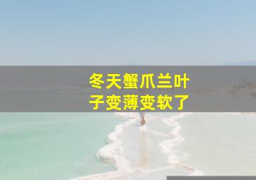 冬天蟹爪兰叶子变薄变软了