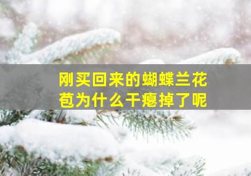 刚买回来的蝴蝶兰花苞为什么干瘪掉了呢