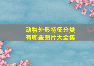 动物外形特征分类有哪些图片大全集