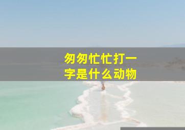 匆匆忙忙打一字是什么动物