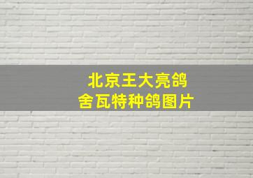 北京王大亮鸽舍瓦特种鸽图片