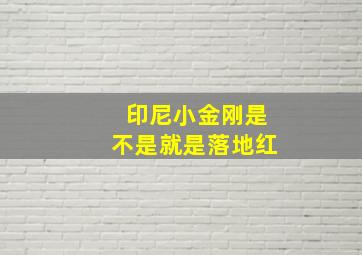 印尼小金刚是不是就是落地红