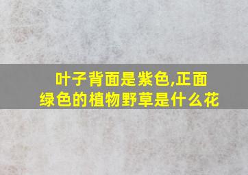 叶子背面是紫色,正面绿色的植物野草是什么花