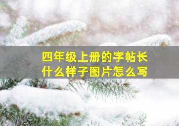 四年级上册的字帖长什么样子图片怎么写