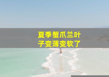 夏季蟹爪兰叶子变薄变软了