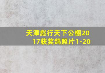 天津彪行天下公棚2017获奖鸽照片1-20