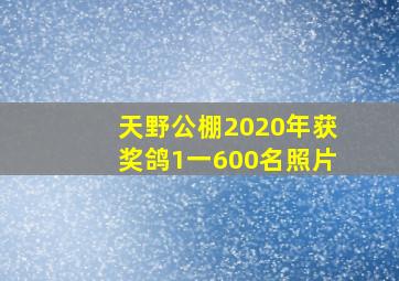 天野公棚2020年获奖鸽1一600名照片