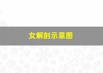 女解剖示意图