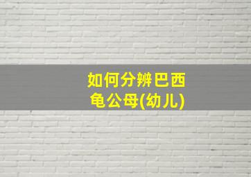 如何分辨巴西龟公母(幼儿)