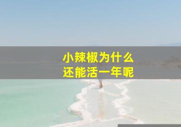 小辣椒为什么还能活一年呢