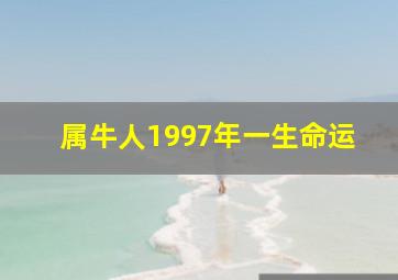 属牛人1997年一生命运