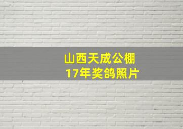 山西天成公棚17年奖鸽照片