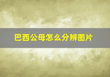 巴西公母怎么分辨图片