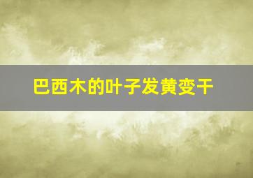 巴西木的叶子发黄变干