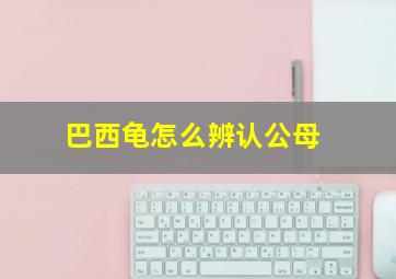 巴西龟怎么辨认公母