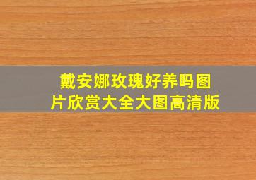 戴安娜玫瑰好养吗图片欣赏大全大图高清版