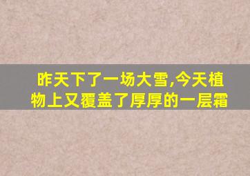 昨天下了一场大雪,今天植物上又覆盖了厚厚的一层霜