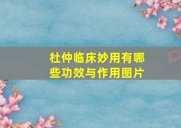 杜仲临床妙用有哪些功效与作用图片