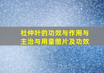 杜仲叶的功效与作用与主治与用量图片及功效