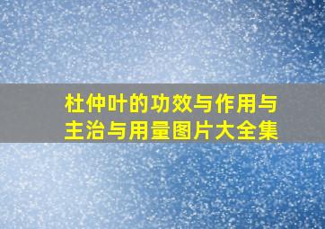 杜仲叶的功效与作用与主治与用量图片大全集