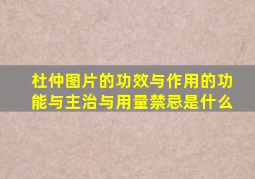 杜仲图片的功效与作用的功能与主治与用量禁忌是什么